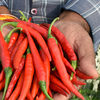 Chilli