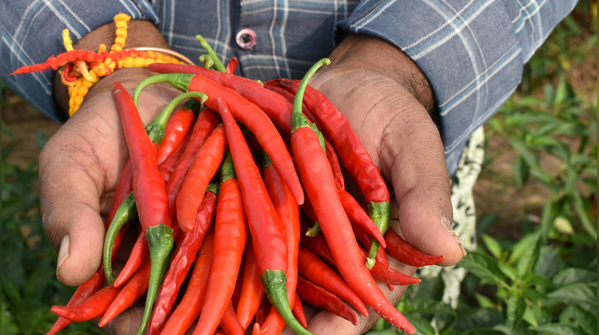 Chilli