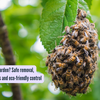 Article image for: Beehive in your garden Safe removal, natural repellents and eco-friendly control tips that work