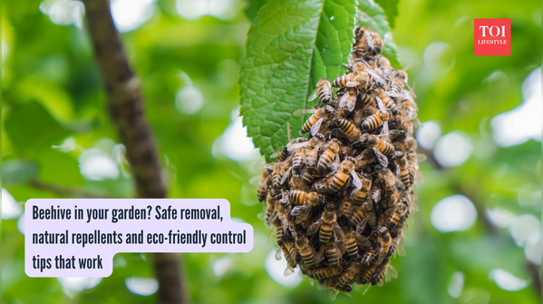 Beehive in your garden Safe removal, natural repellents and eco-friendly control tips that work