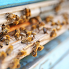 Article image for: Use natural scents that bees dislike