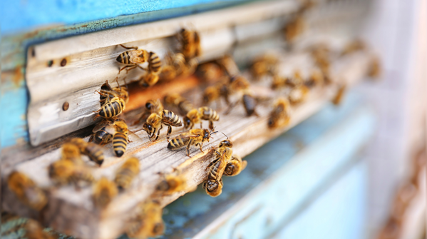 Use natural scents that bees dislike
