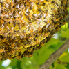 Article image for: Relocating the colony instead of destroying it