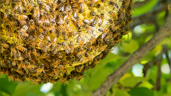 Relocating the colony instead of destroying it