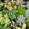 Succulents