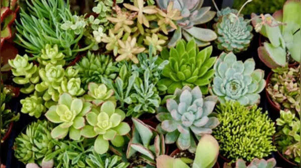 Succulents