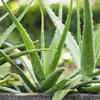 Article image for: Aloe Vera plant