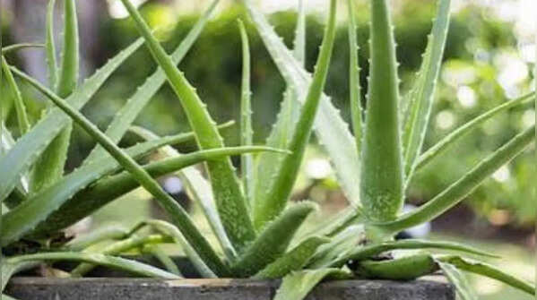 Aloe Vera plant