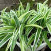 Article image for: Spider Plant (Chlorophytum comosum)