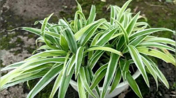 Spider Plant (Chlorophytum comosum)