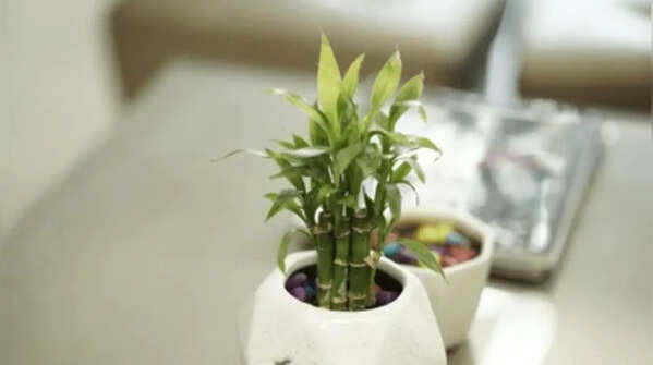 Lucky Bamboo