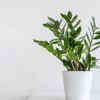 Article image for: ZZ Plant (Zamioculcas zamiifolia)