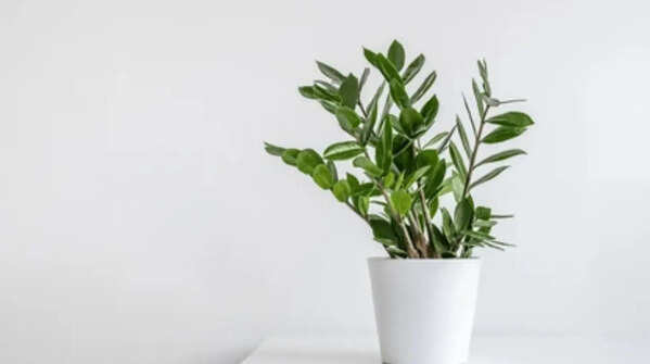ZZ Plant (Zamioculcas zamiifolia)
