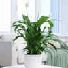 Article image for: Peace Lily (Spathiphyllum)