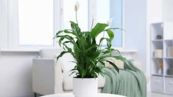 Peace Lily (Spathiphyllum)
