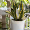 Article image for: Snake Plant (Sansevieria)