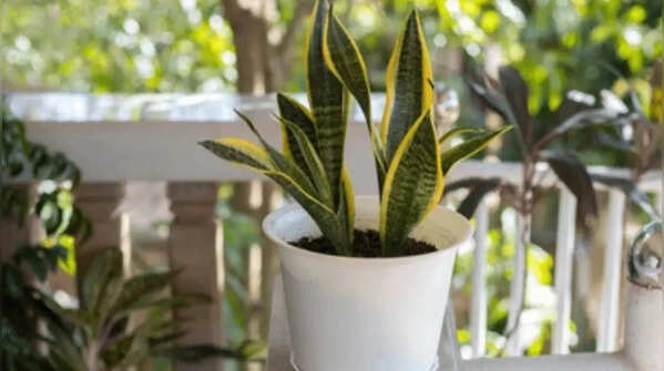 Snake Plant (Sansevieria)