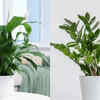 Article image for: Best desk plants for positive energy: Top office plants to boost mood, <i class="tbold">productivity</i> and workplace wellness