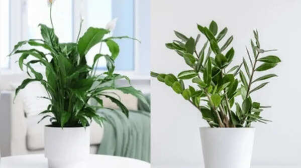 Best desk plants for positive energy: Top office plants to boost mood, productivity and workplace wellness