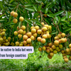 Article image for: Plants thought to be native to <i class="tbold">india</i> but were actually brought from foreign countries