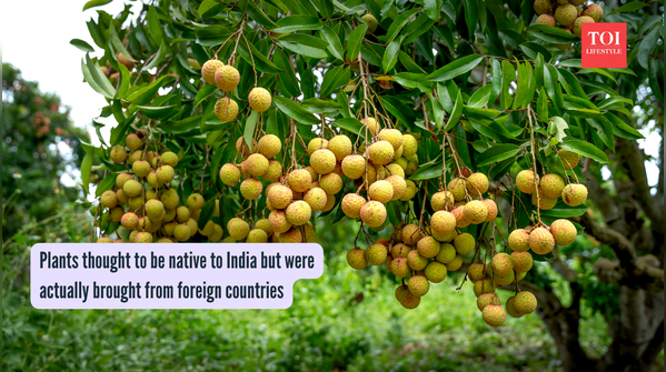 Plants thought to be native to India but were actually brought from foreign countries