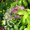 Eucalyptus, Bougainvillea and Marigold