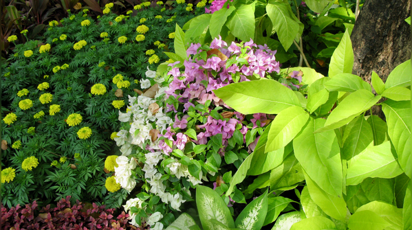 Eucalyptus, Bougainvillea and Marigold