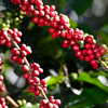 Article image for: Coffee and oils