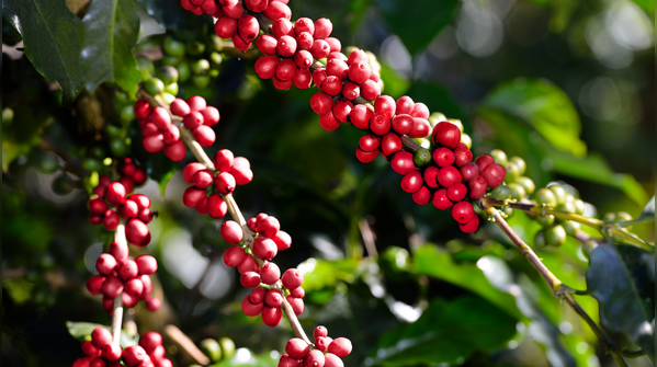 Coffee and oils