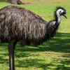 Article image for: GK Fact of the Day: 7 fascinating flightless birds from across the globe