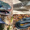 Article image for: 8 black snake species that will surprise you for unusual reasons