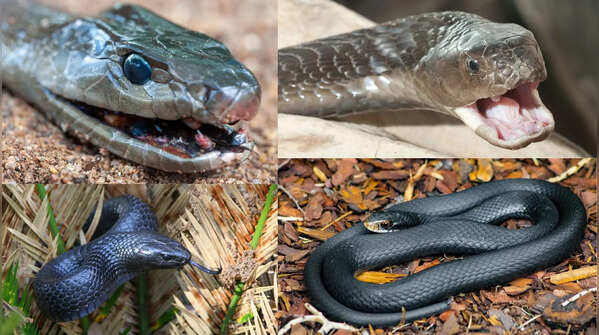 8 black snake species that will surprise you for unusual reasons