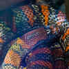 Article image for: Why “black” snakes aren’t all the same