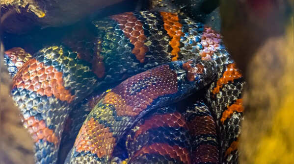 Why “black” snakes aren’t all the same
