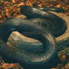 Mexican black kingsnake