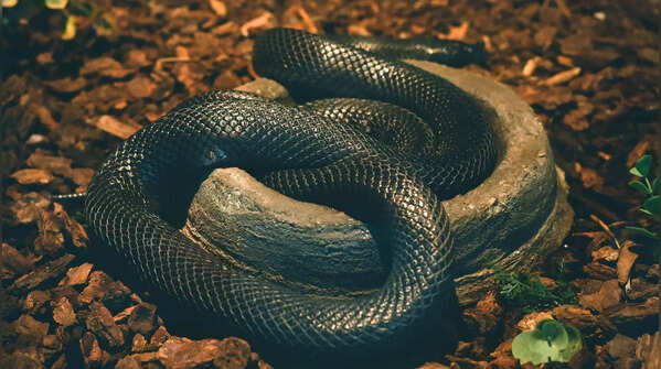 Mexican black kingsnake