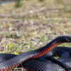 Article image for: Red-bellied black snake