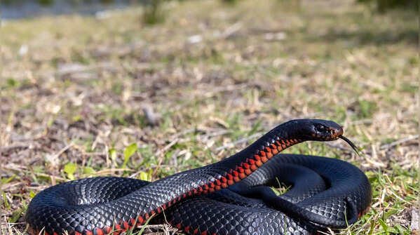 Red-bellied black snake