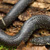 Article image for: <i class="tbold">black</i> kingsnake
