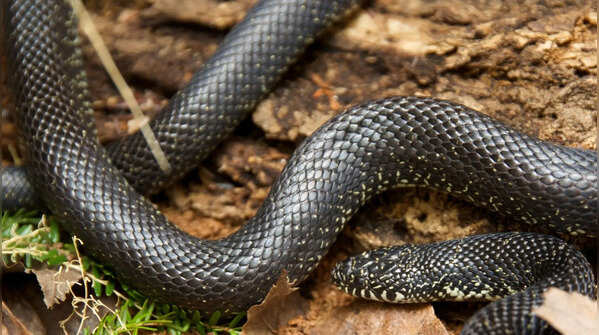 Black kingsnake
