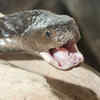 Article image for: Spitting cobra (<i class="tbold">black</i> variants)