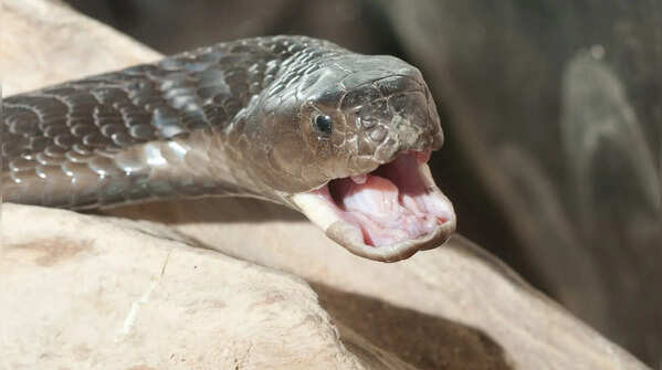 Spitting cobra (black variants)