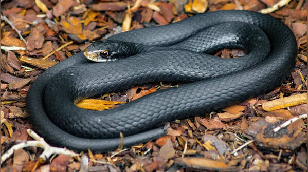 Black racer