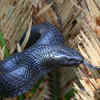 Article image for: Eastern <i class="tbold">IndiGo</i> snake