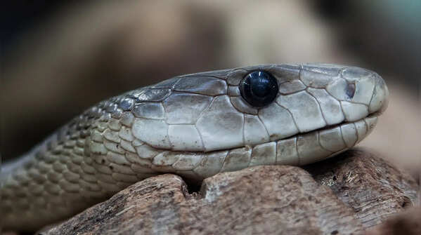 Black mamba