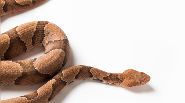Spotting a Copperhead snake