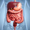 Article image for: A gut that expects diversity, not repetition