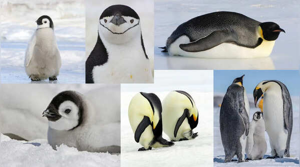 6 facts that will change how you see penguins
