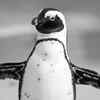 Article image for: They don't all live in the cold