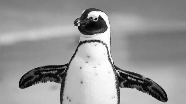 They don't all live in the cold